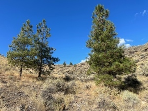 three trees on a sagebrush and yellow grass covered hill in Walhachin