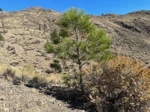 small tree on a yellow grass hill on a property in Walhachin